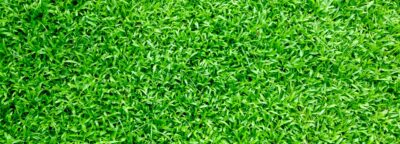 lawn