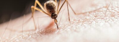 mosquito